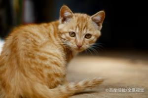 猫洗脸是怎么一回事.