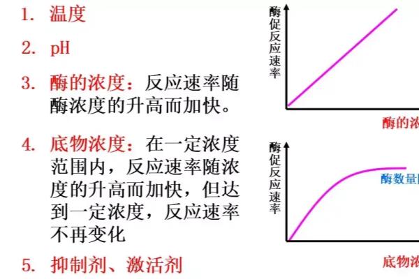 酶的基本组成单位是什么或什么.